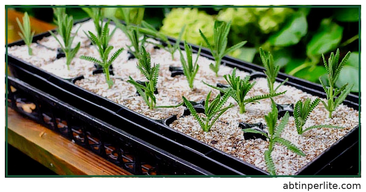 مقایسه انواع پرلیت و تأثیر آنها بر رشد گیاهان گلخانه‌ای